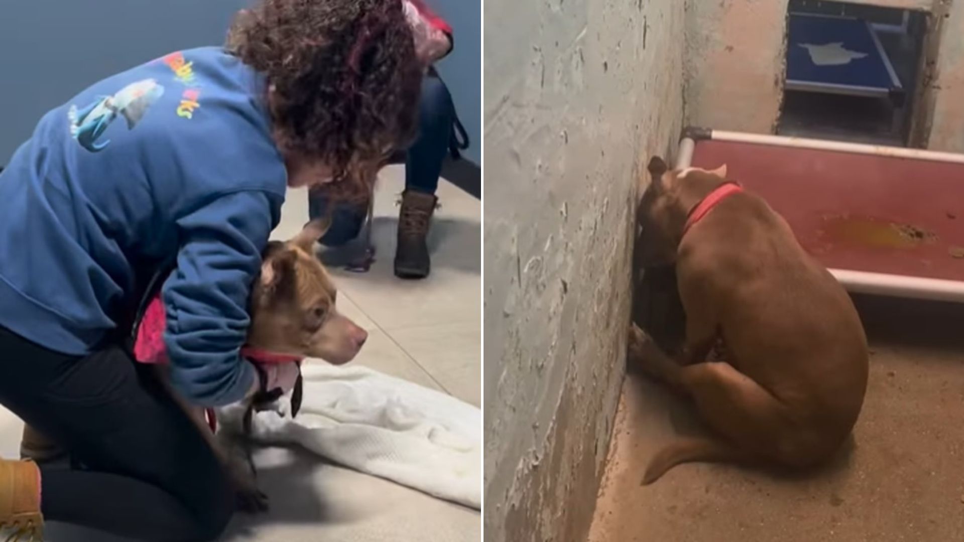 heartbroken dog in shelter