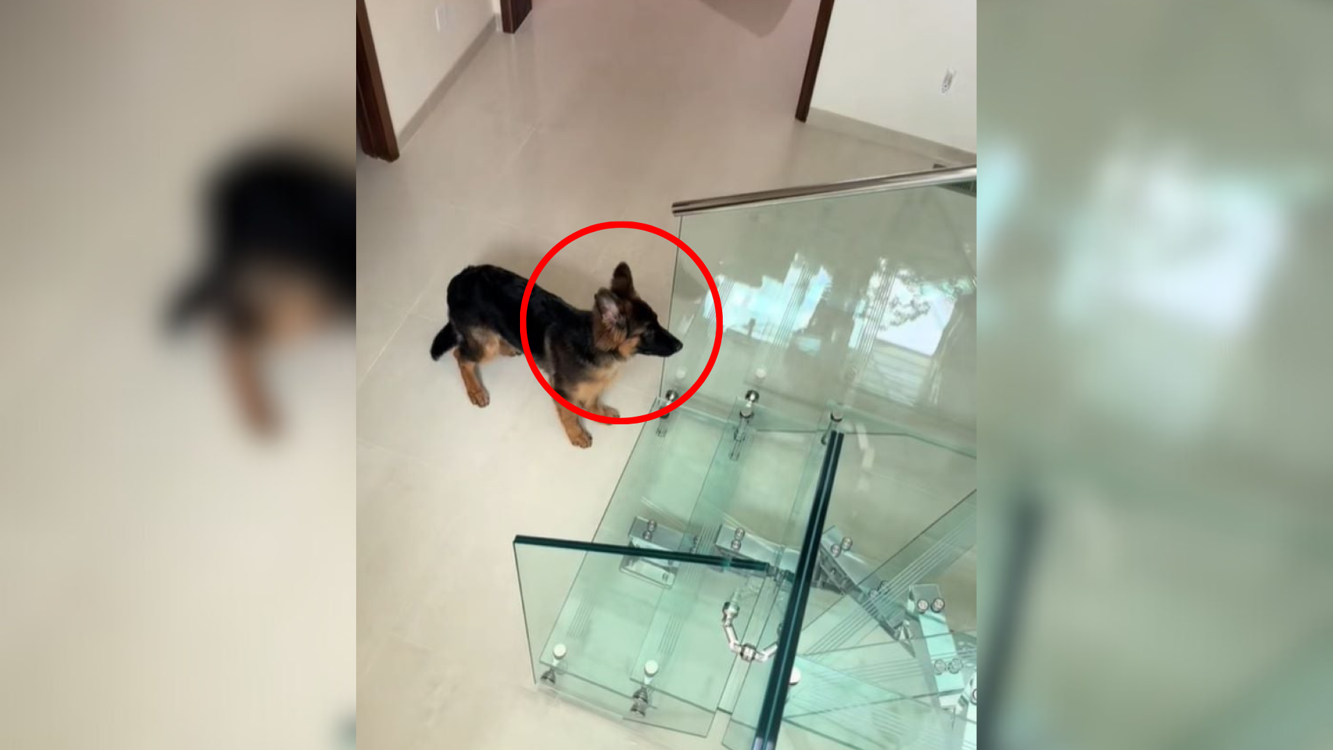 dog confused by glass staircase