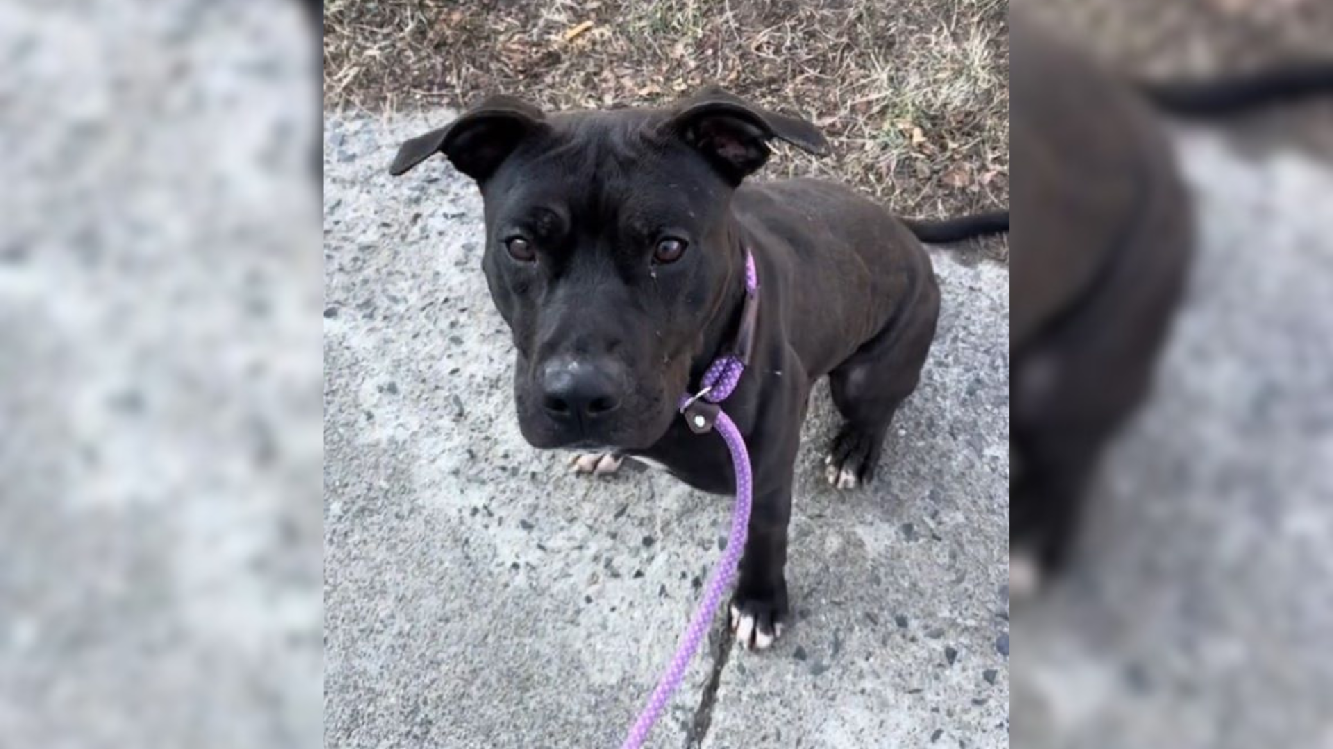 black dog on purple leash