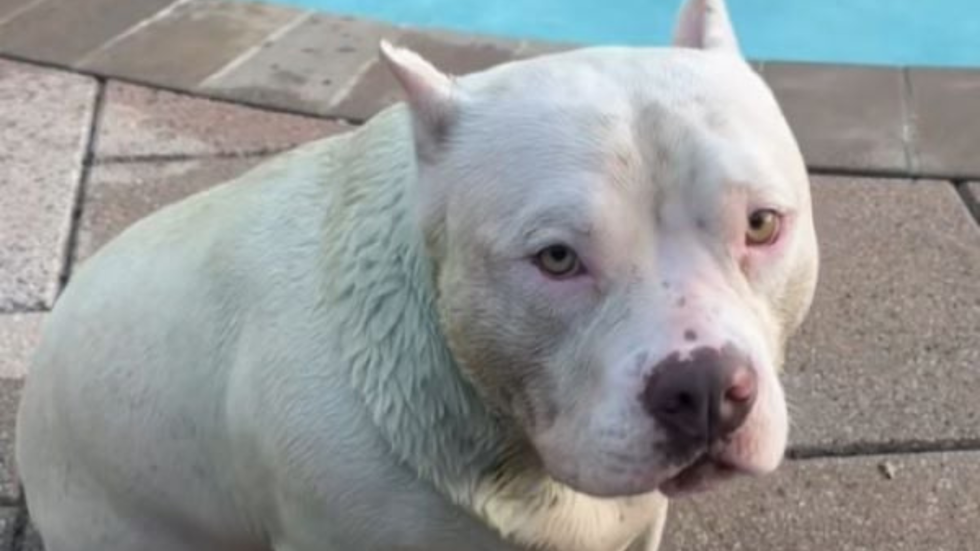 white dog