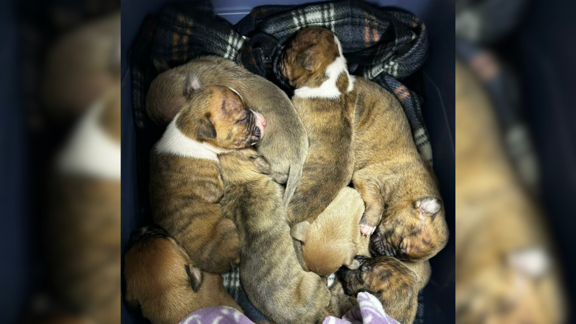 pile of small puppies