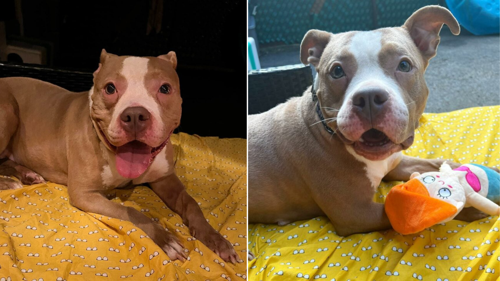 cute pit bull dog