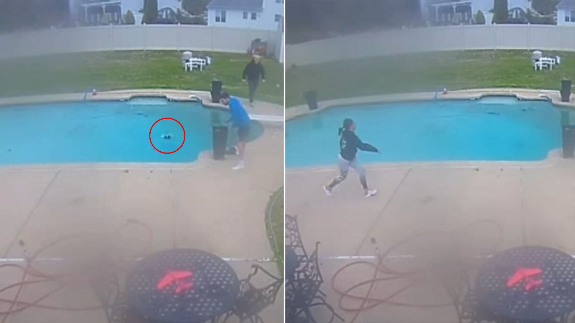puppy in pool