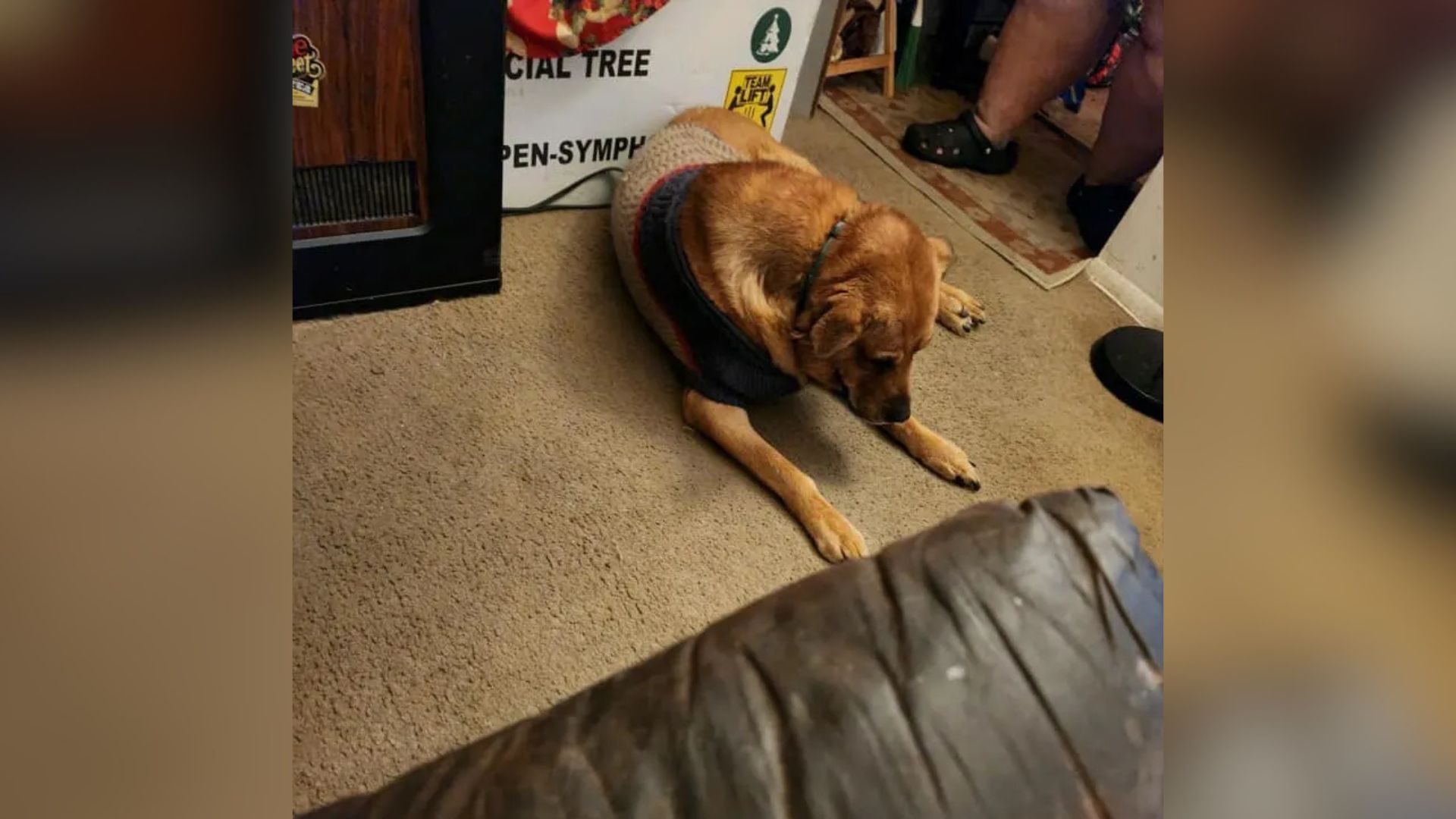 sad senior dog