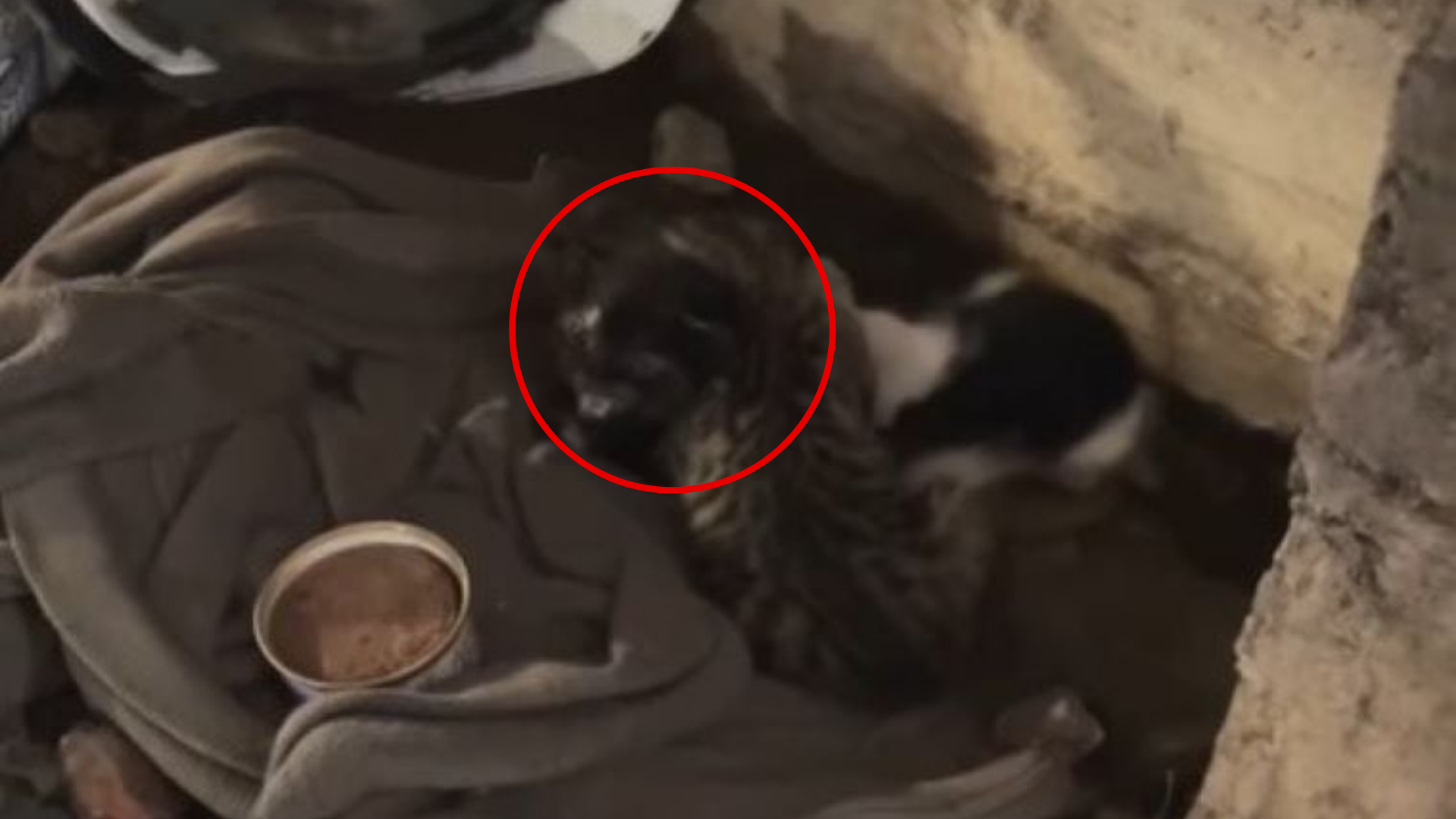 abandoned kittens