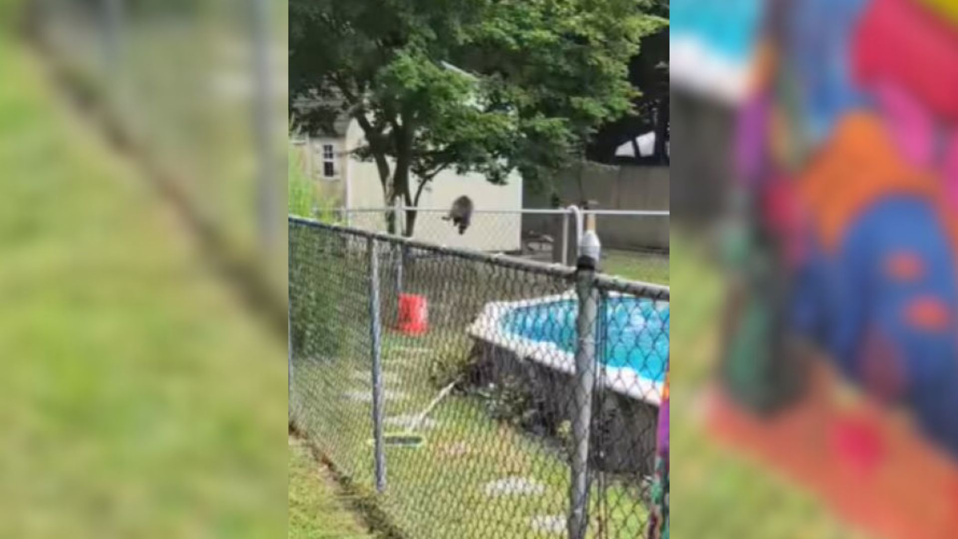 scared animal in pool