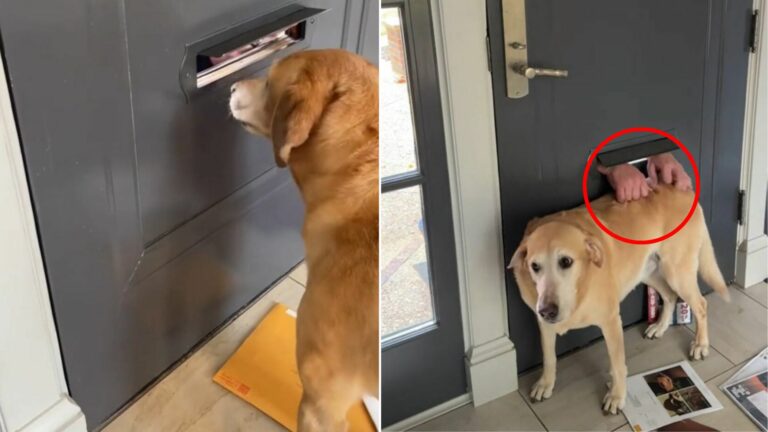 dog peeking trough door