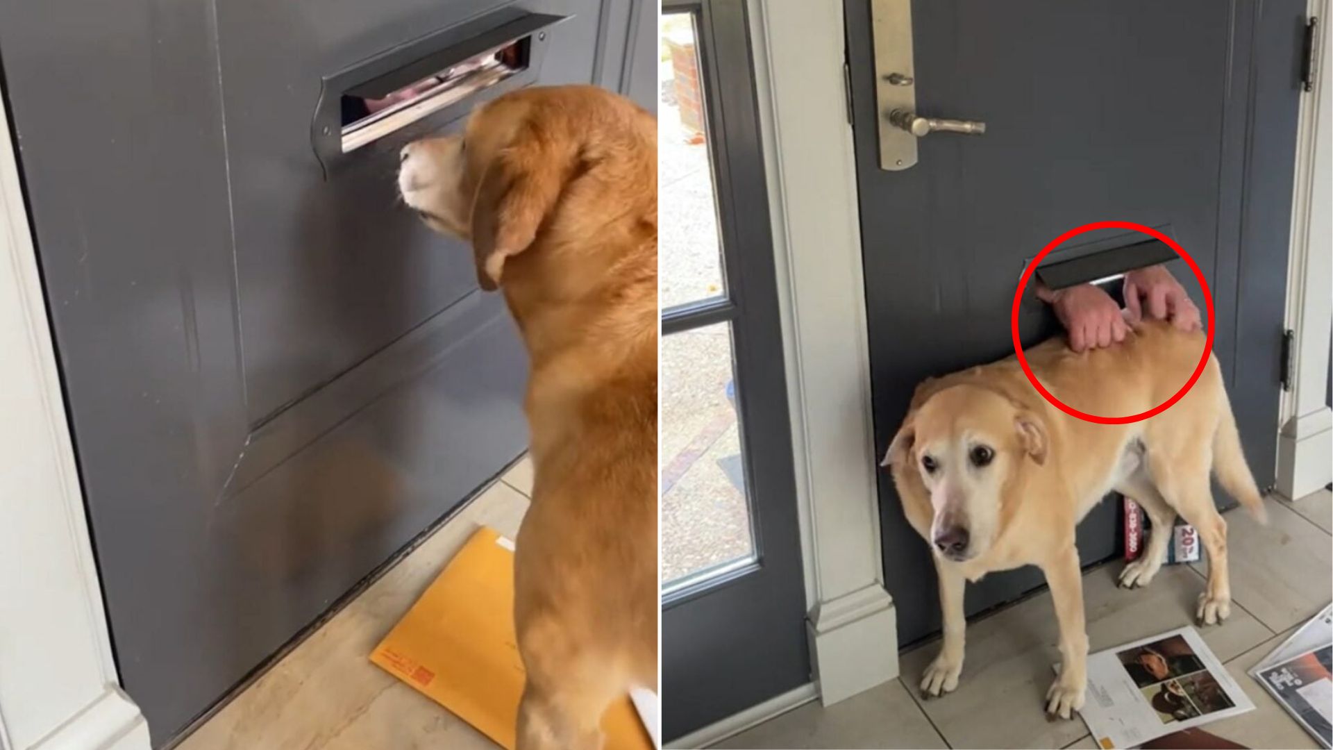 dog peeking trough door