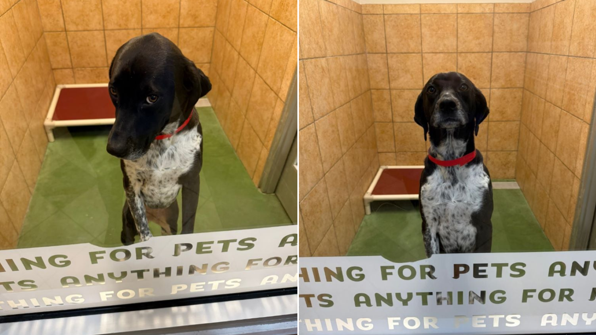 dog at daycare