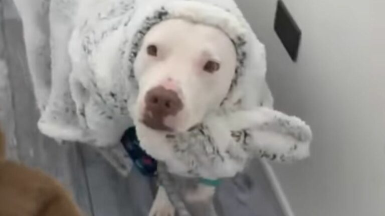 dog with blanket