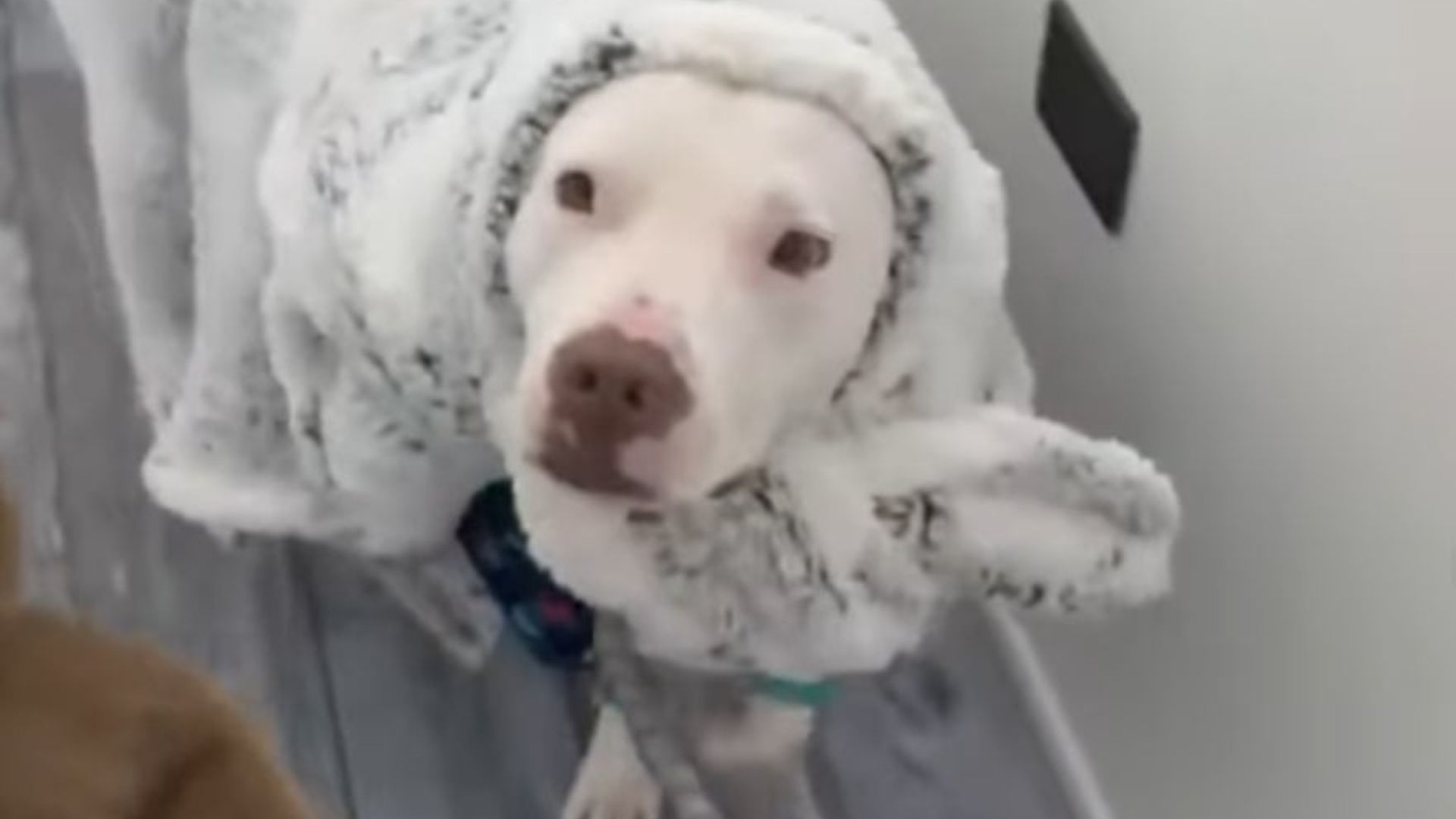 dog with blanket