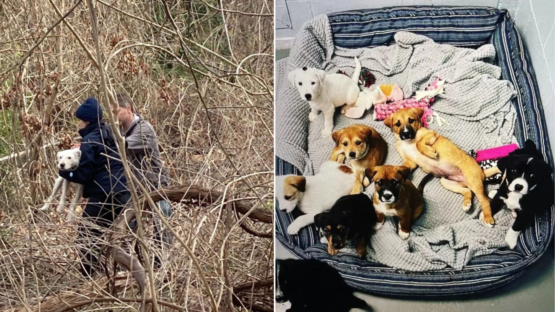 many dogs in woods