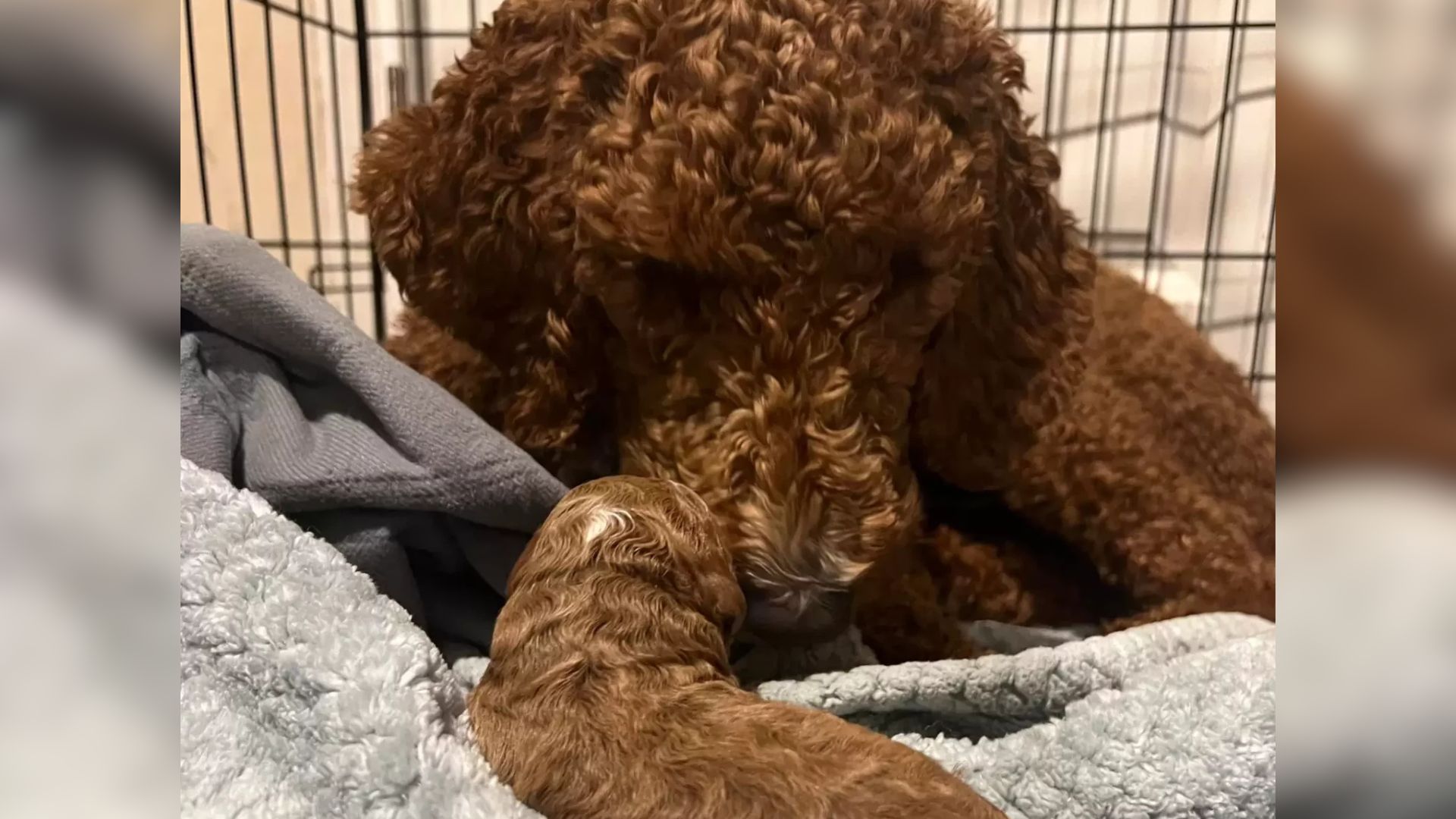 fluffy dog in cage