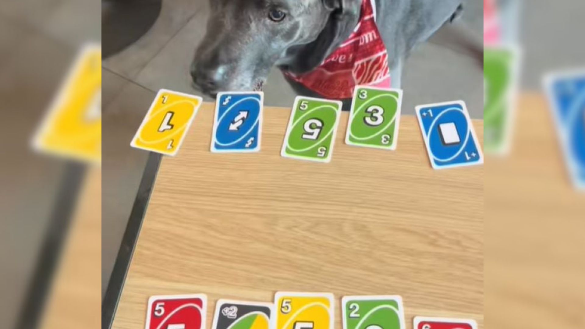 dog playing UNO