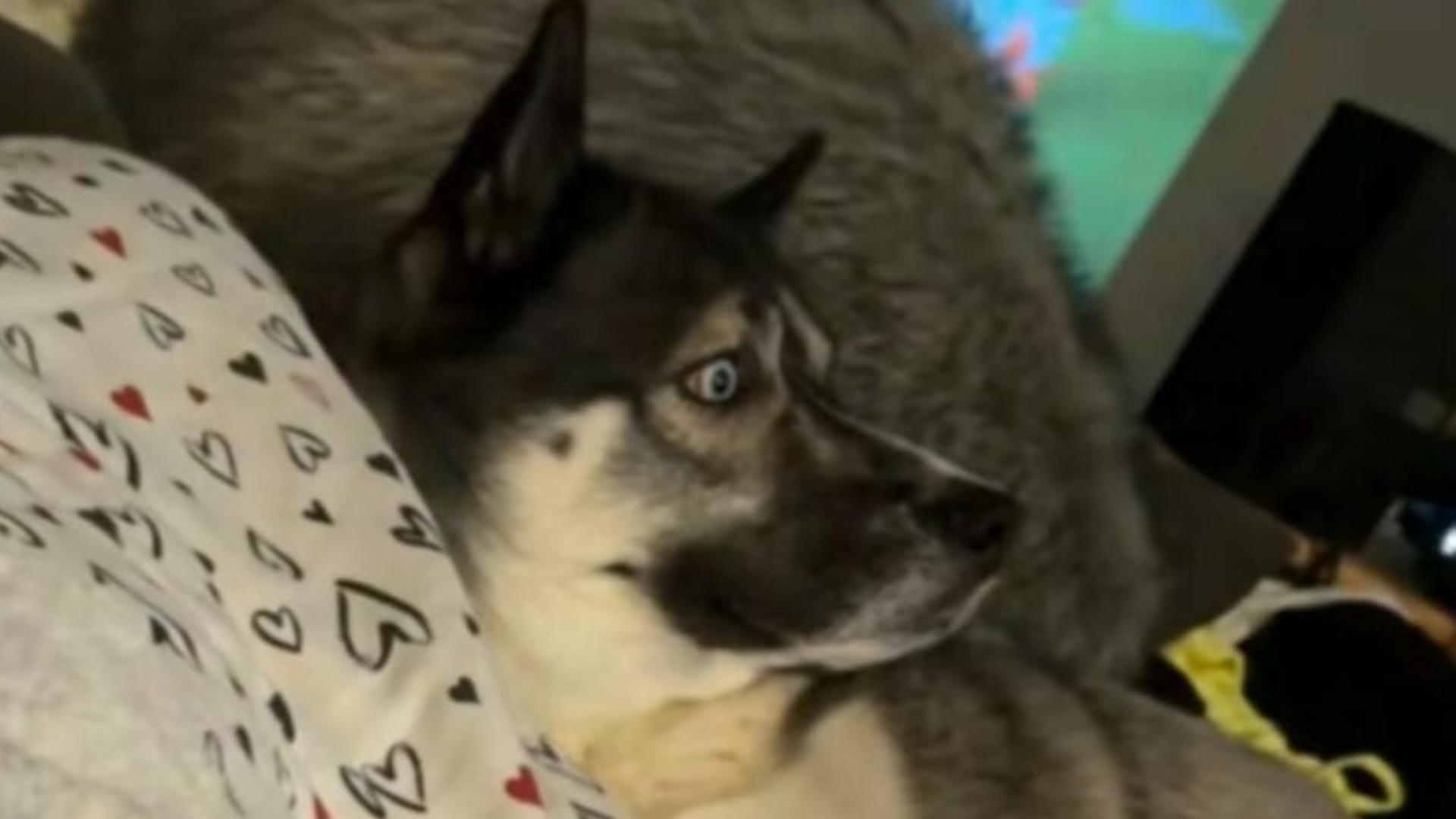 horrified dog