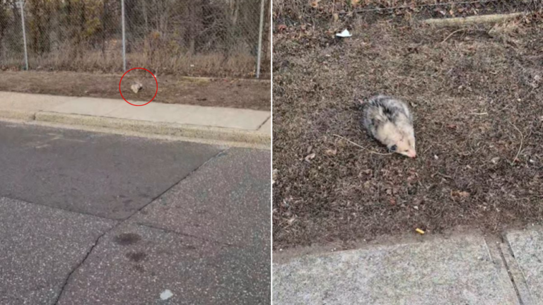 possum by the road