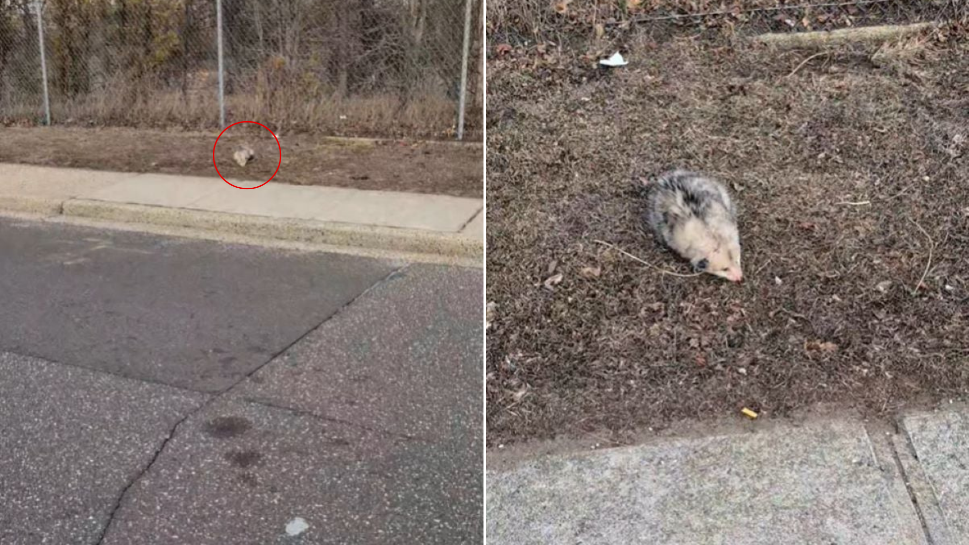 possum by the road
