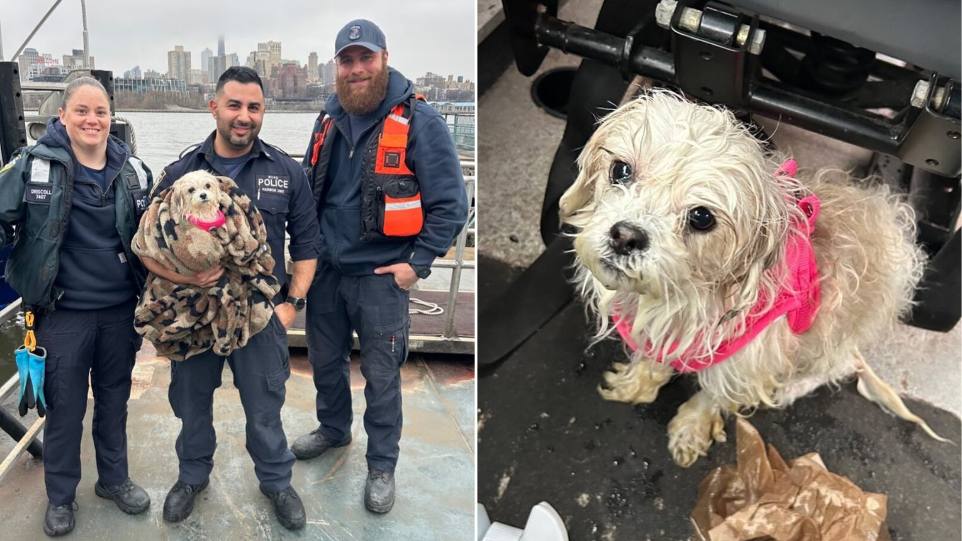 dog rescued from river