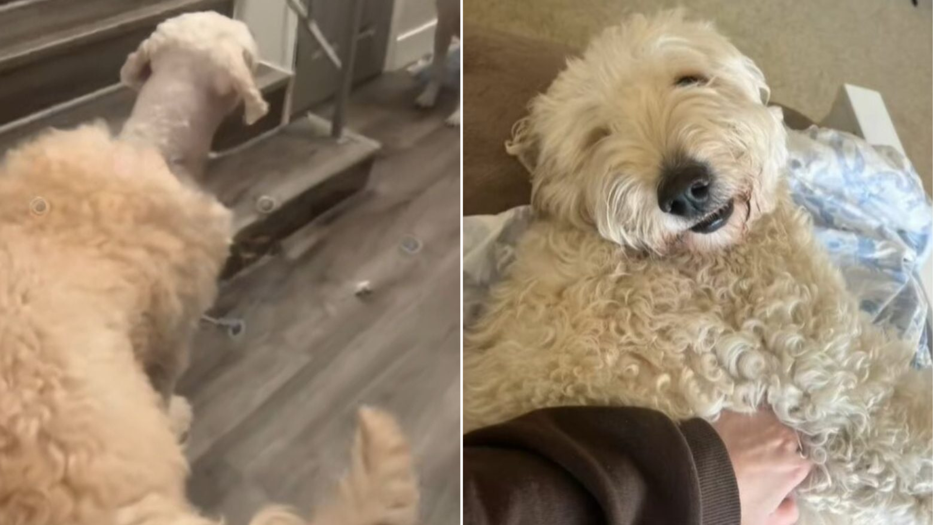 dog with failed grooming