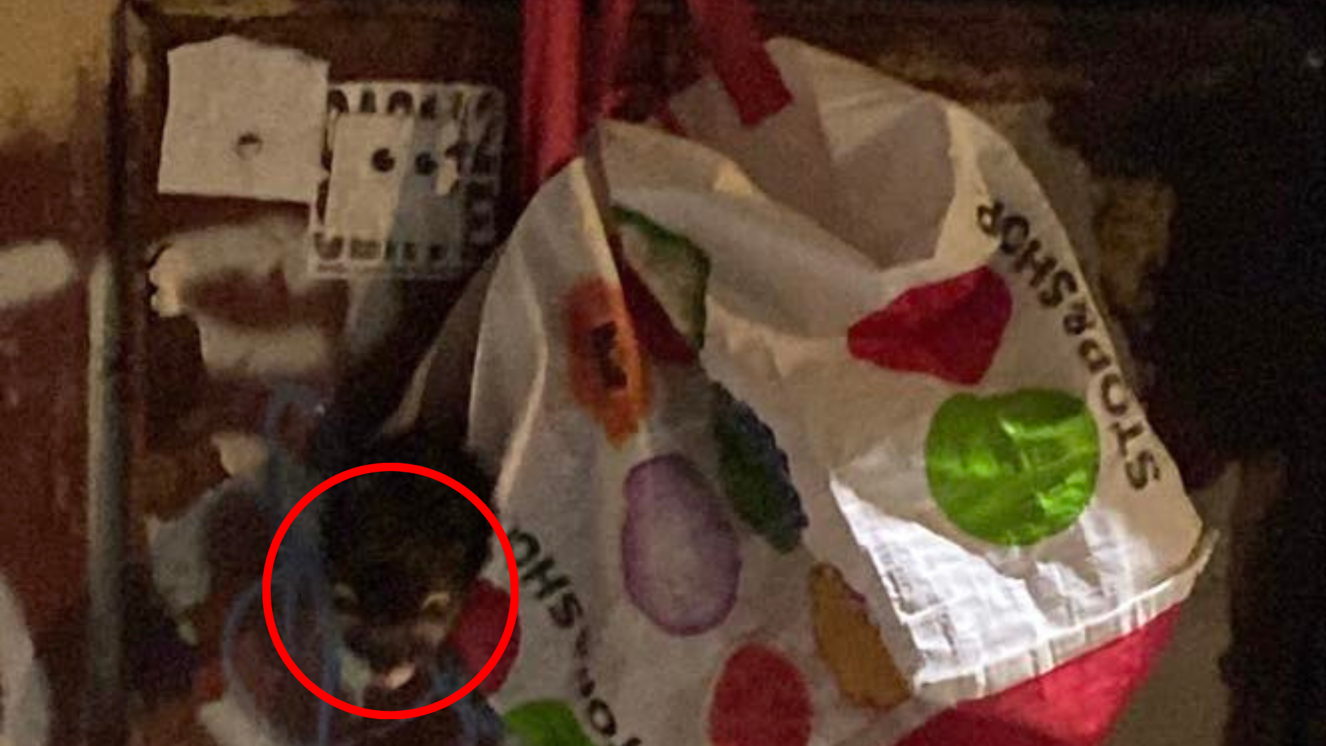 animal in a bag