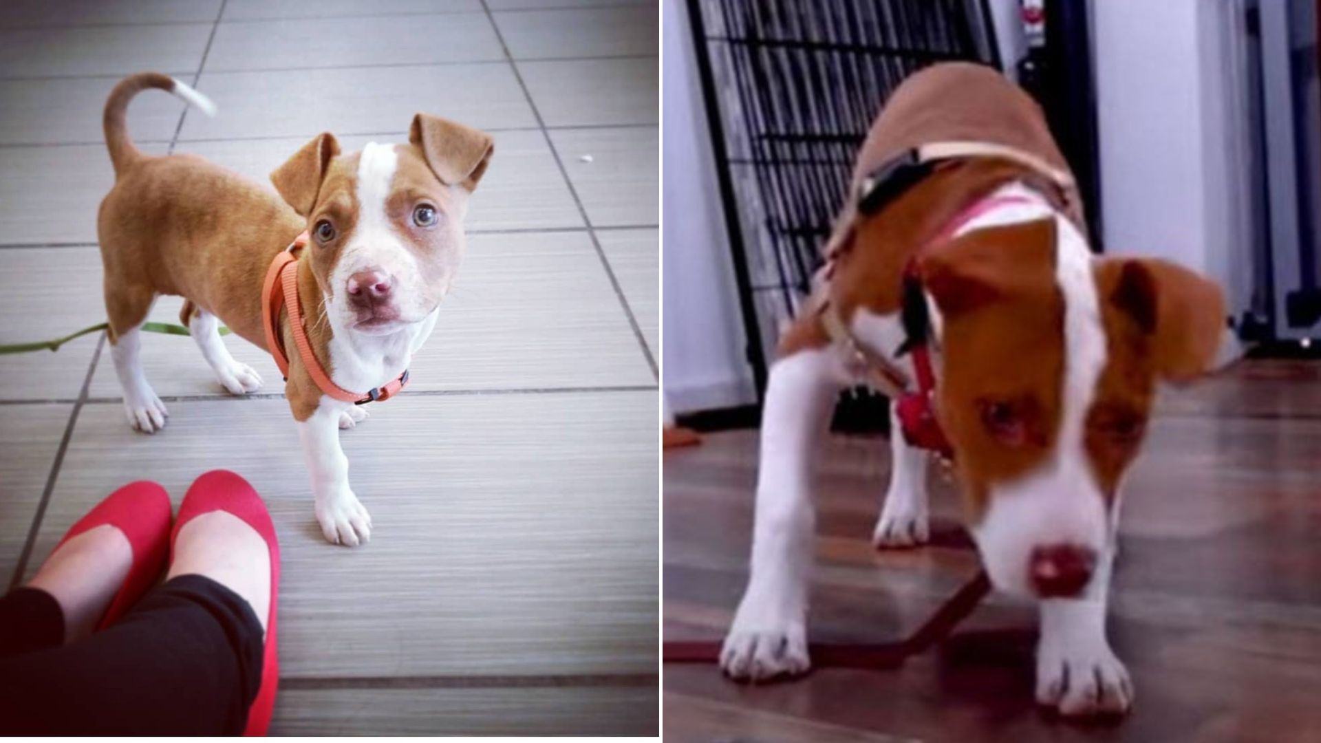 sweet tiny dog