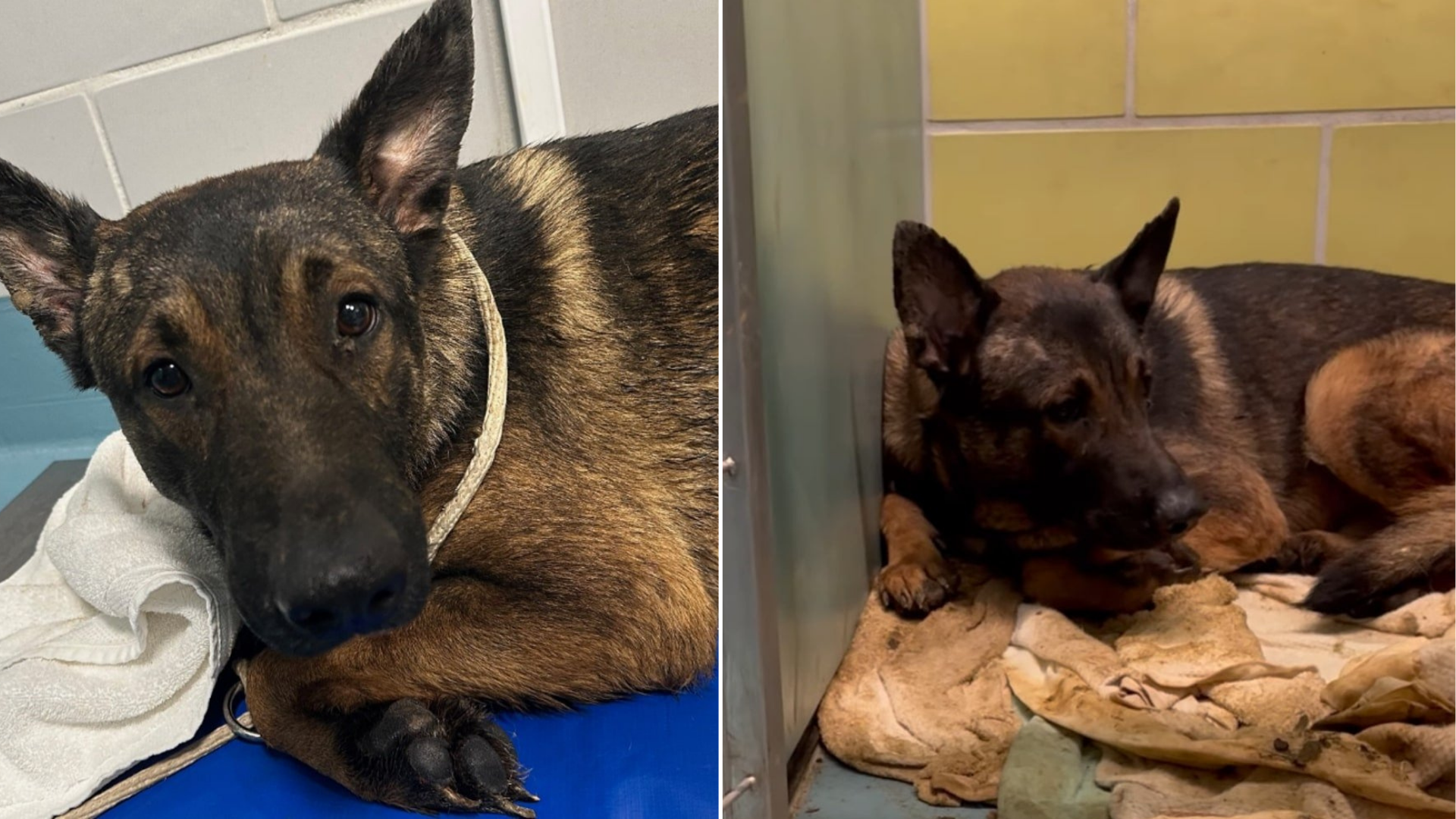 shelter dog in kennel