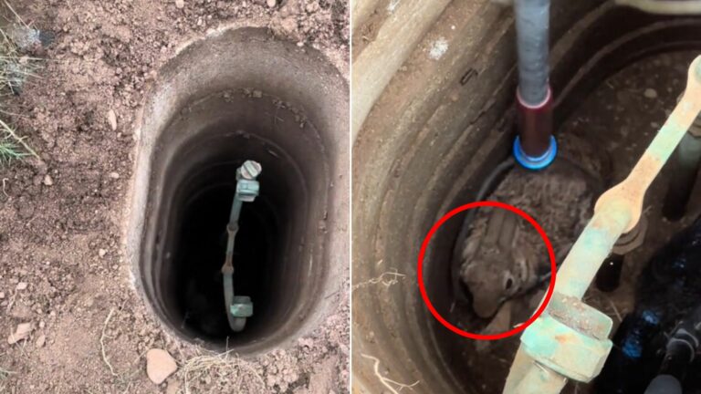 animal in well