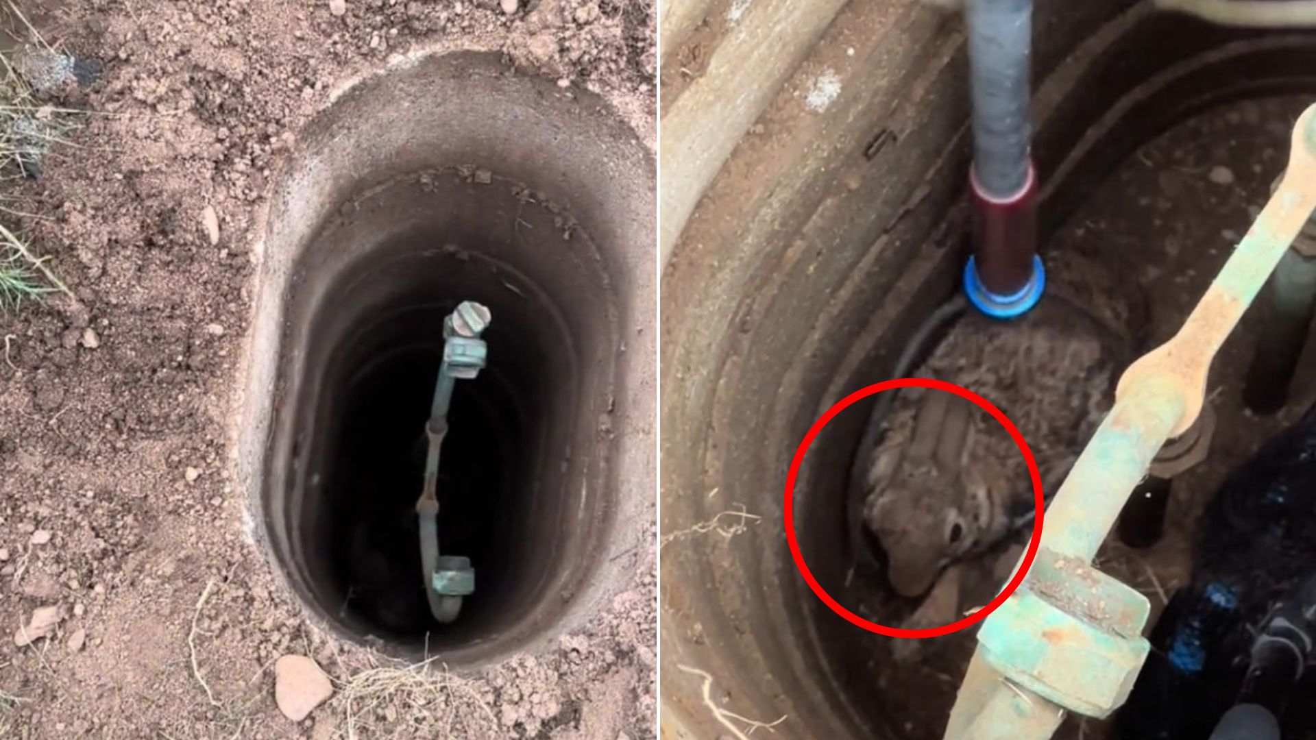 animal in well