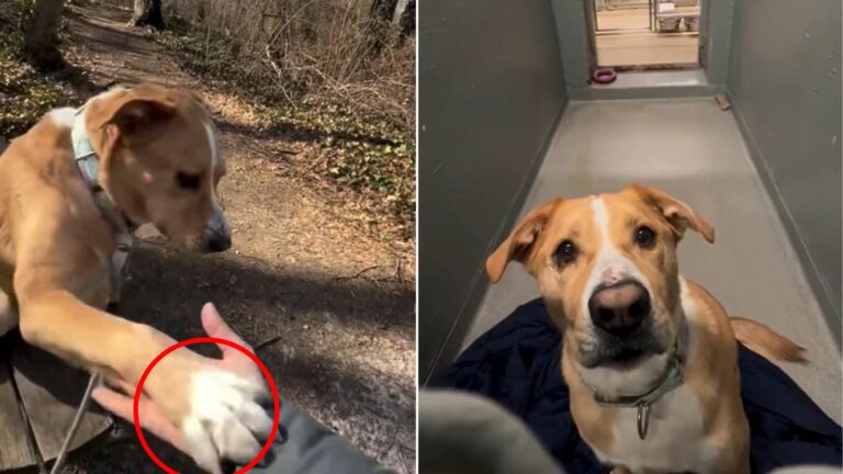 dog in shelter