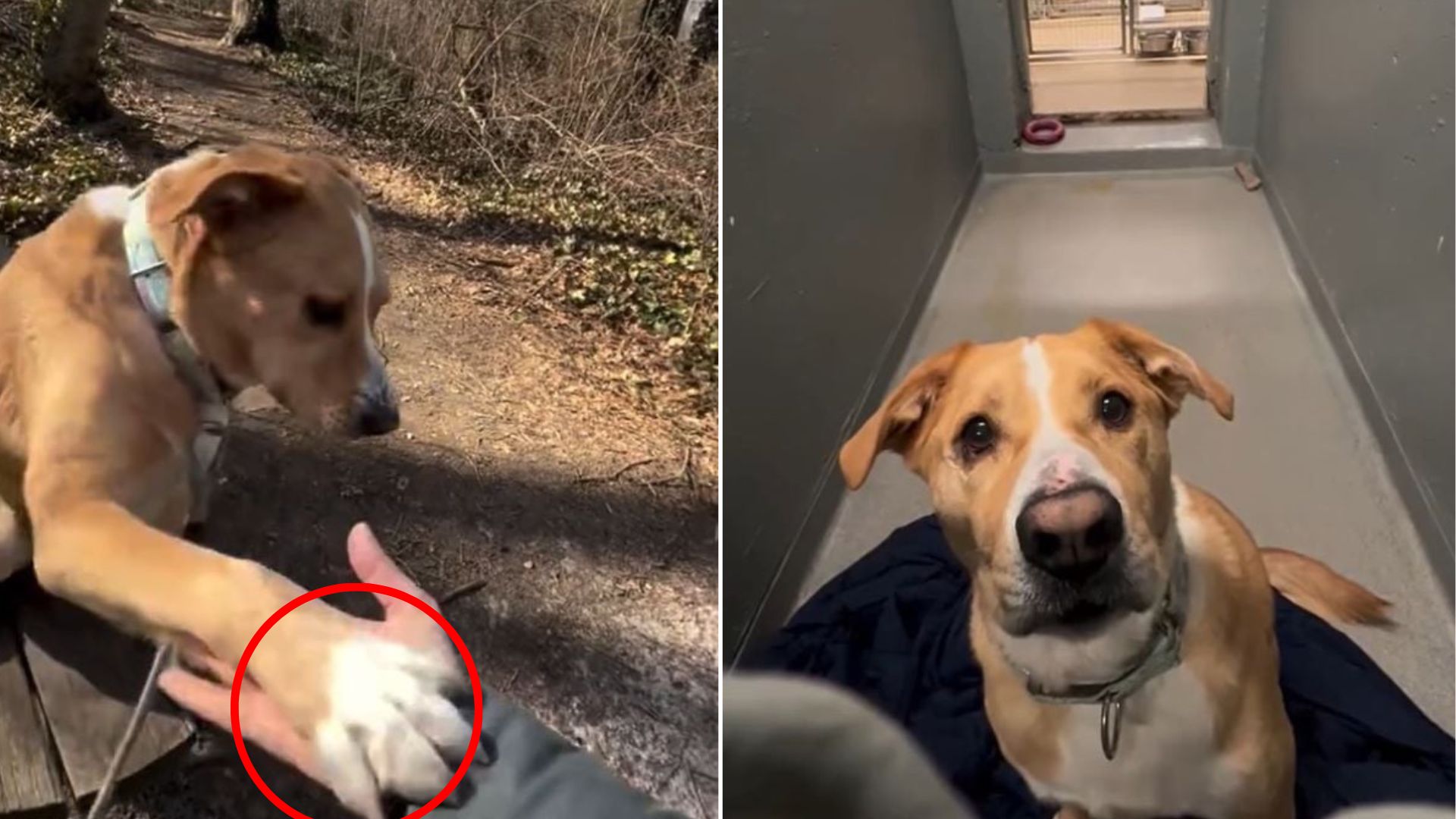 dog in shelter