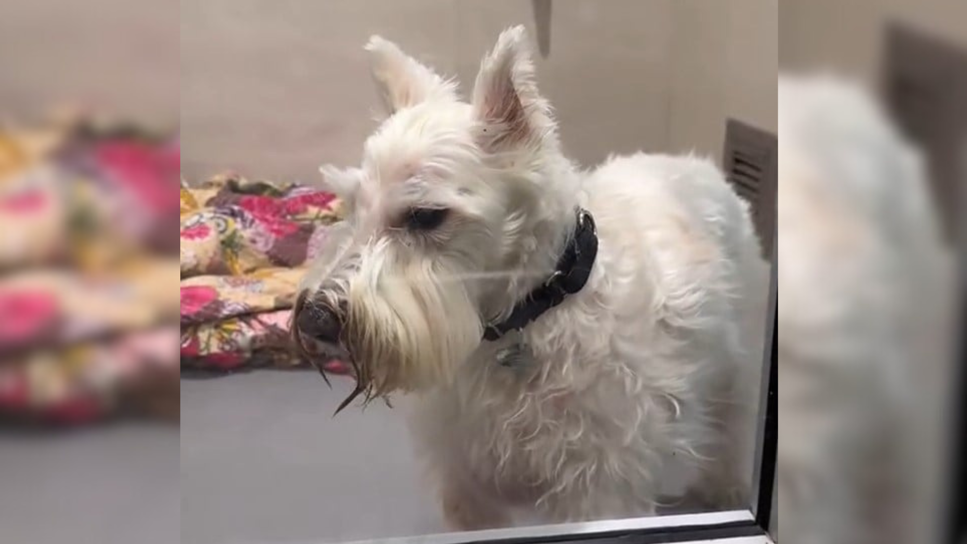 dog behind glass