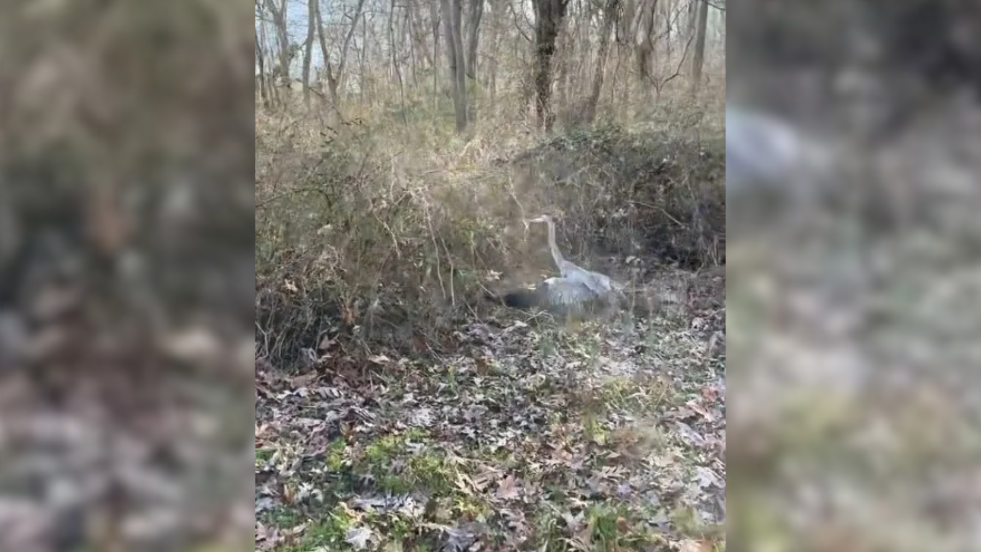 huge bird in forest