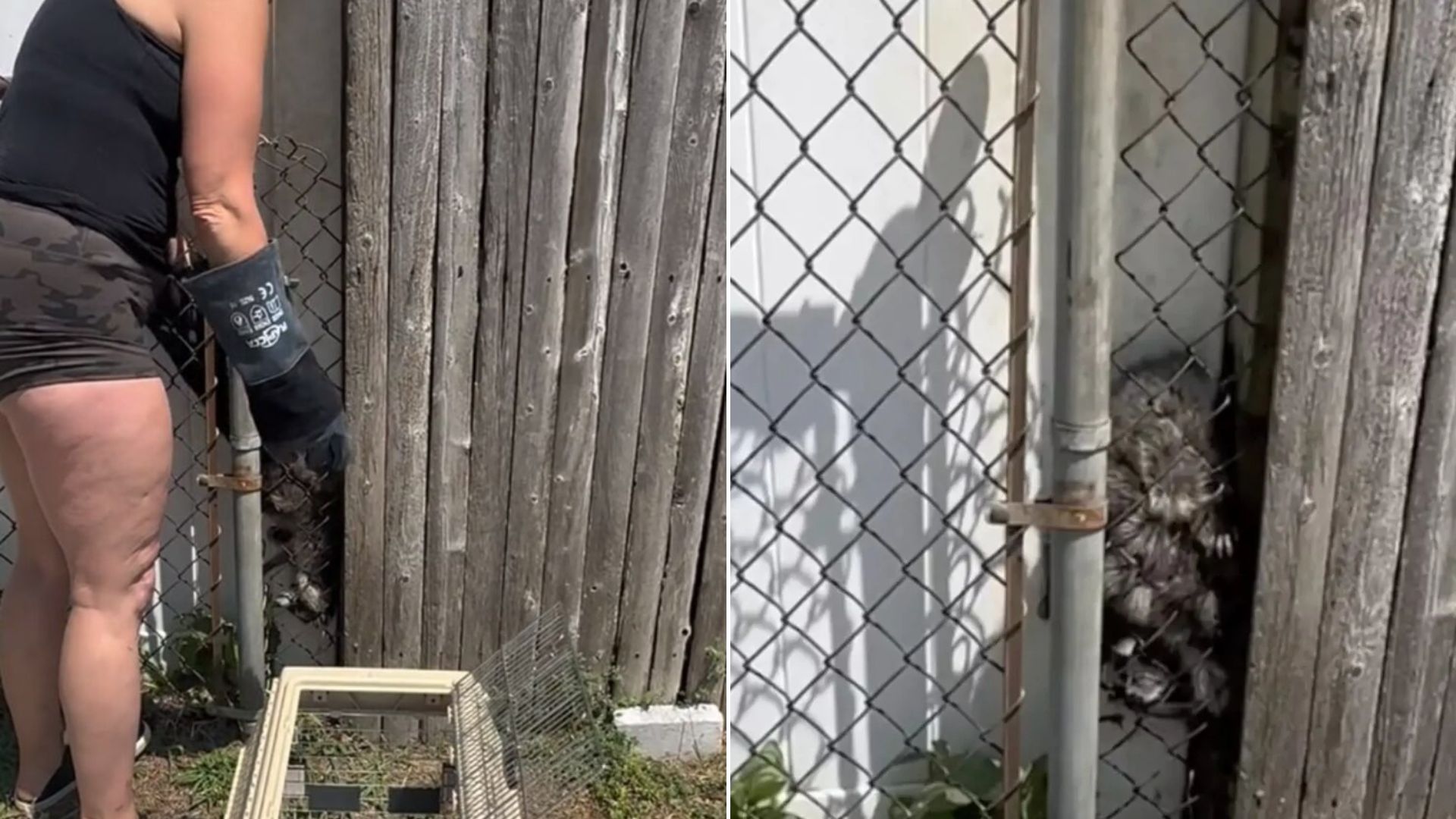 trapped raccoon