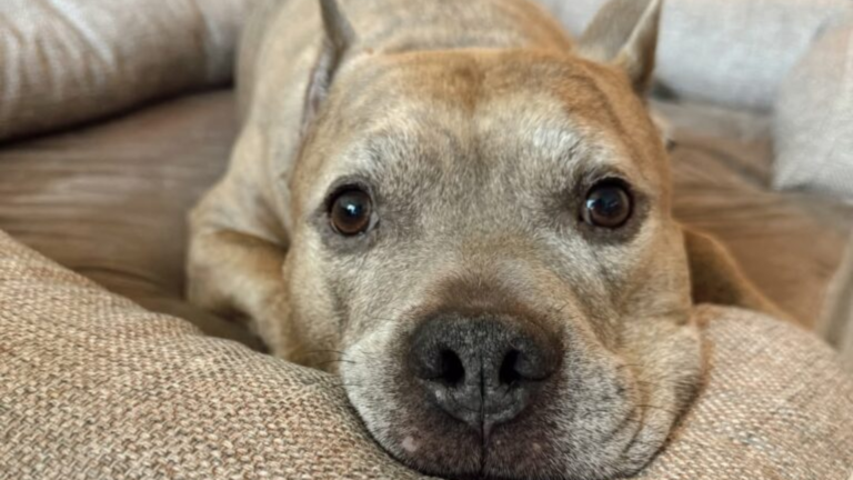dog lying down