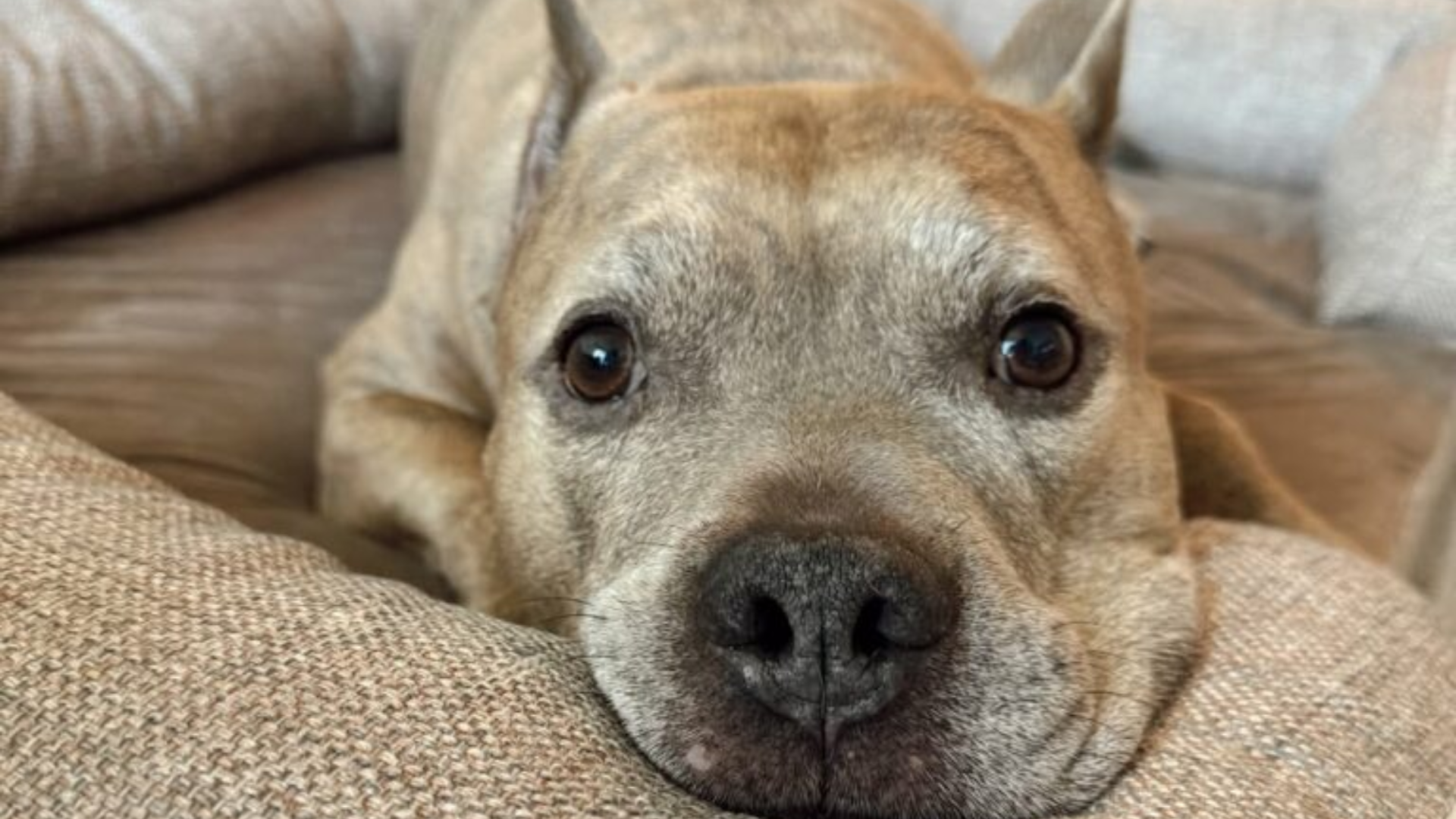 dog lying down