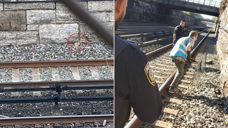trapped animal on tracks