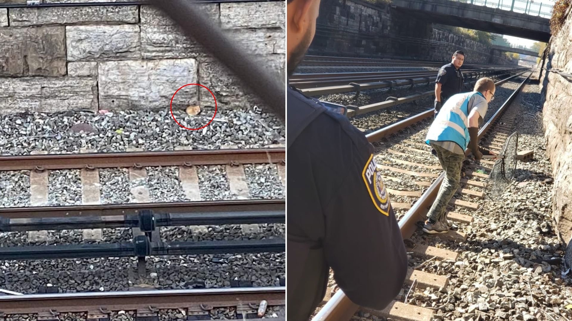 trapped animal on tracks