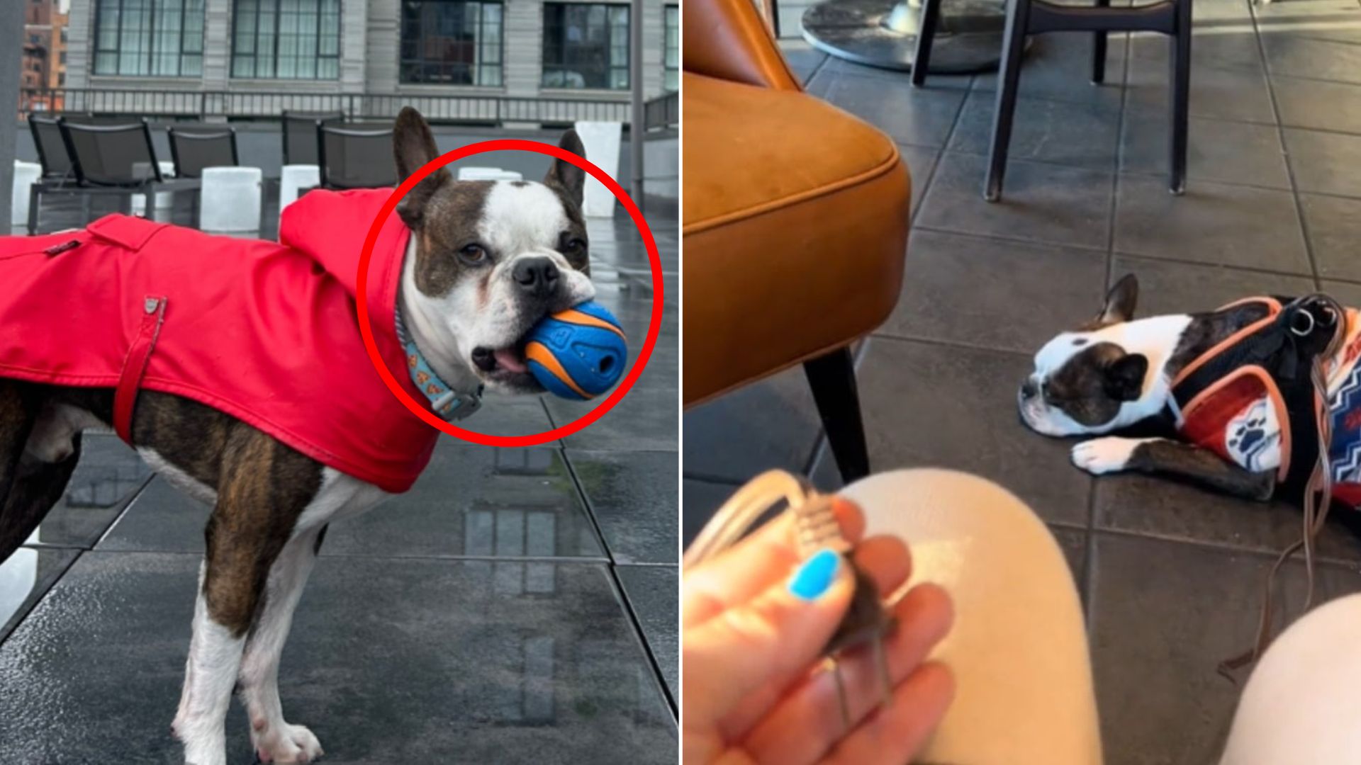 adorable senior dog
