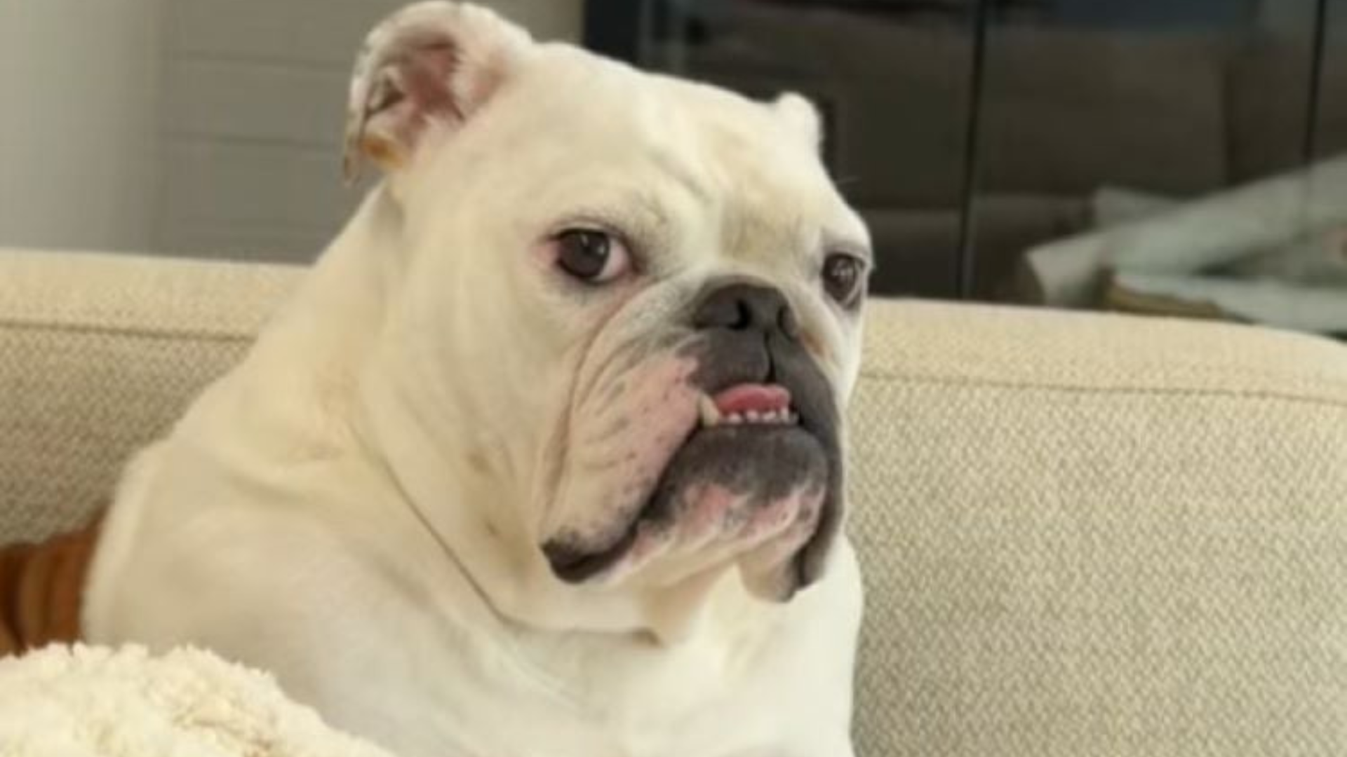 dog looking confused