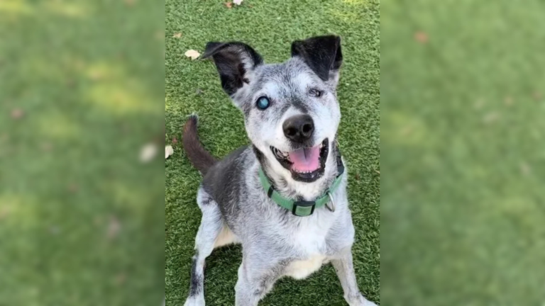happy senior dog