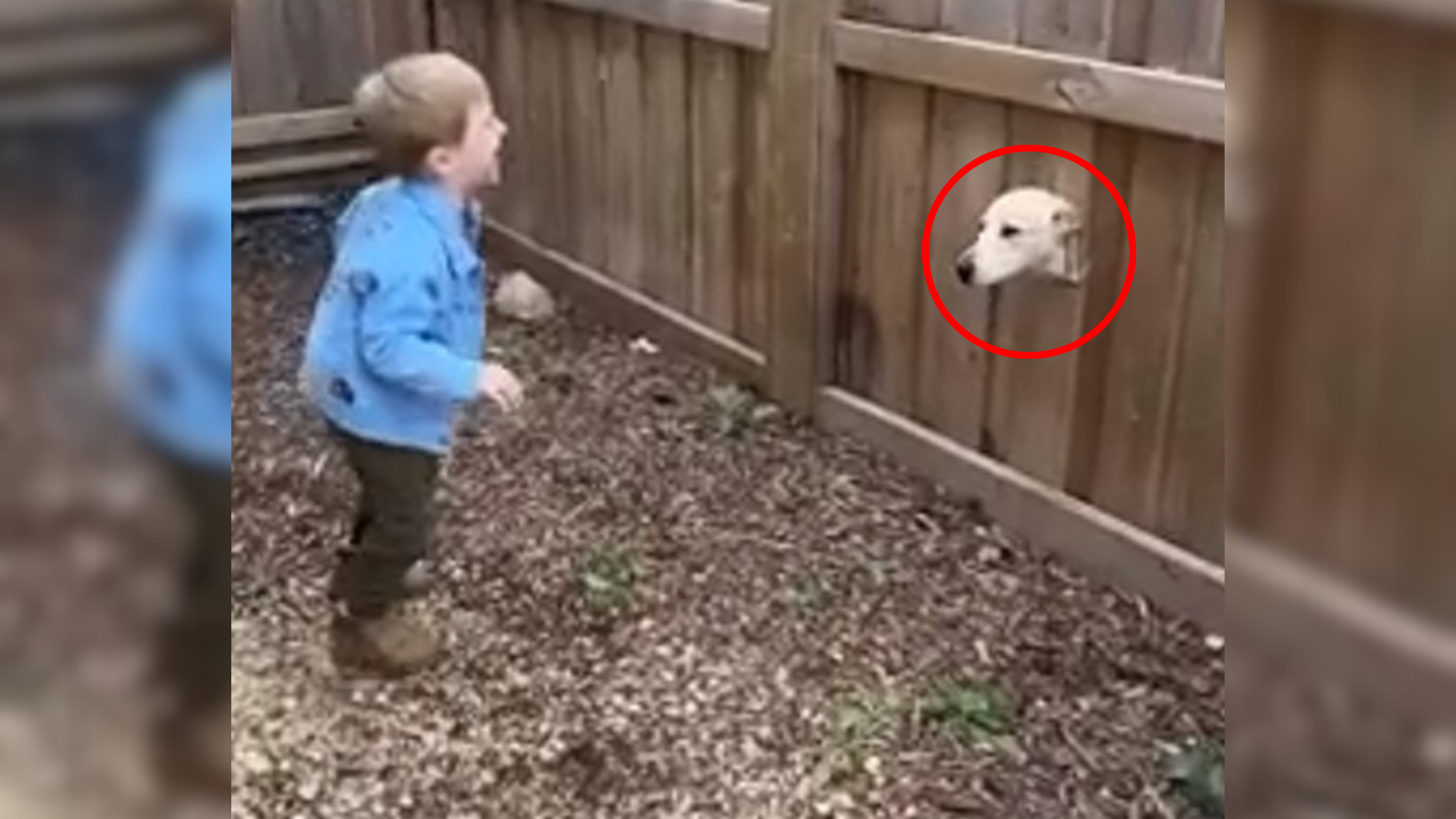 dog looking through fence hole