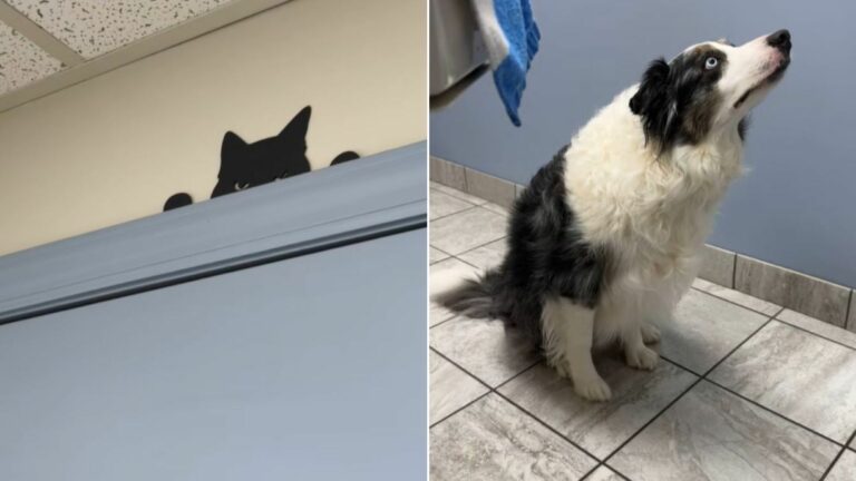 scared dog