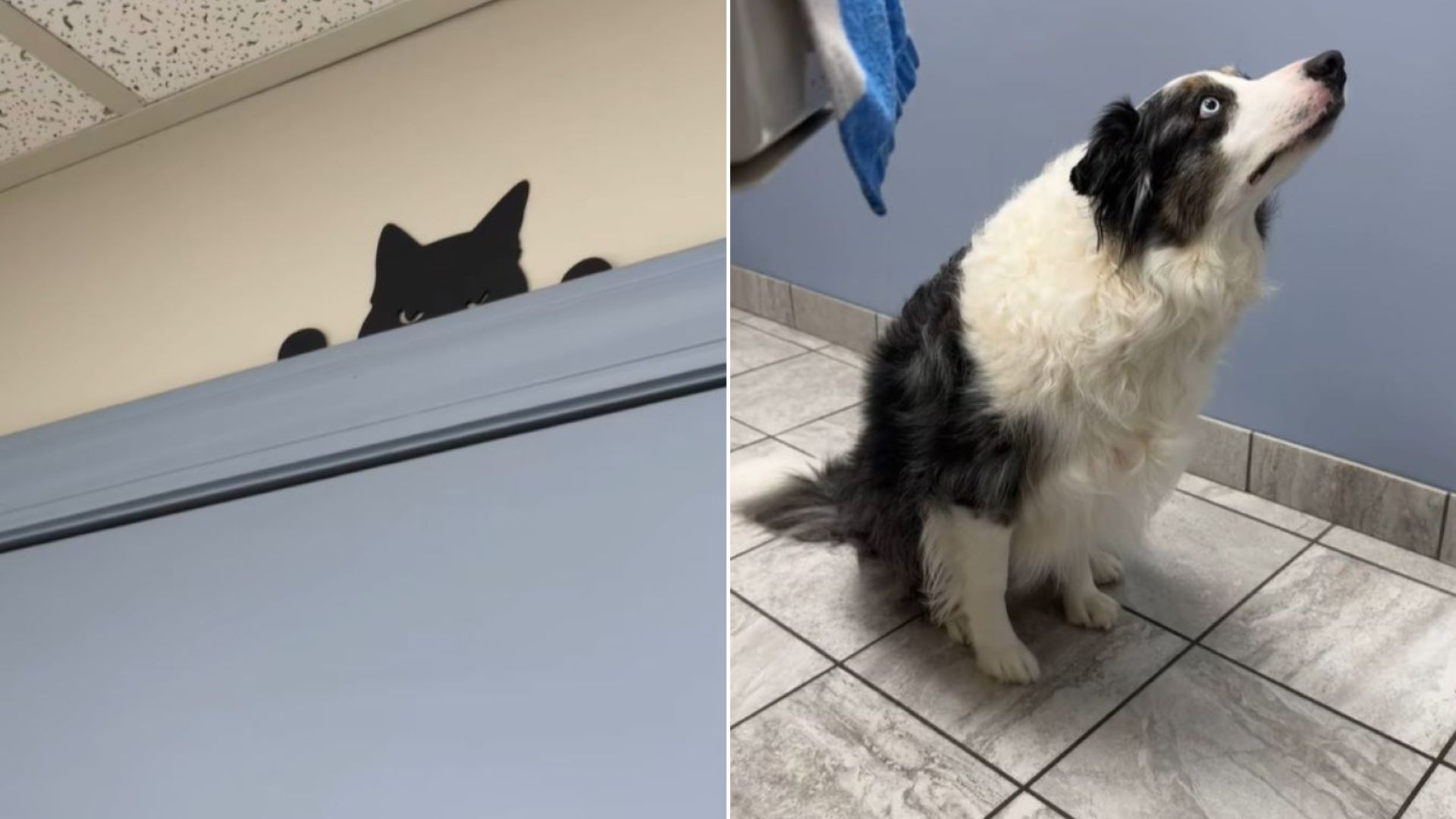 scared dog