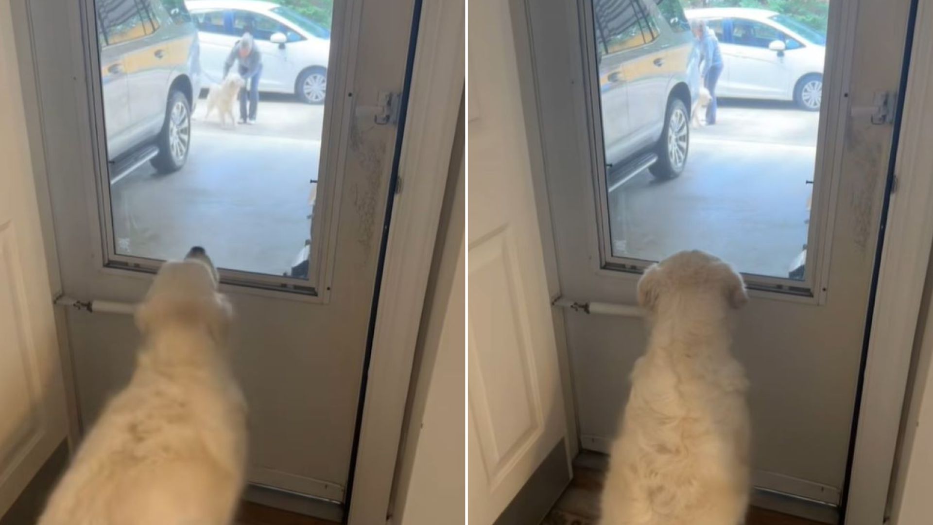 dog watching trough door window