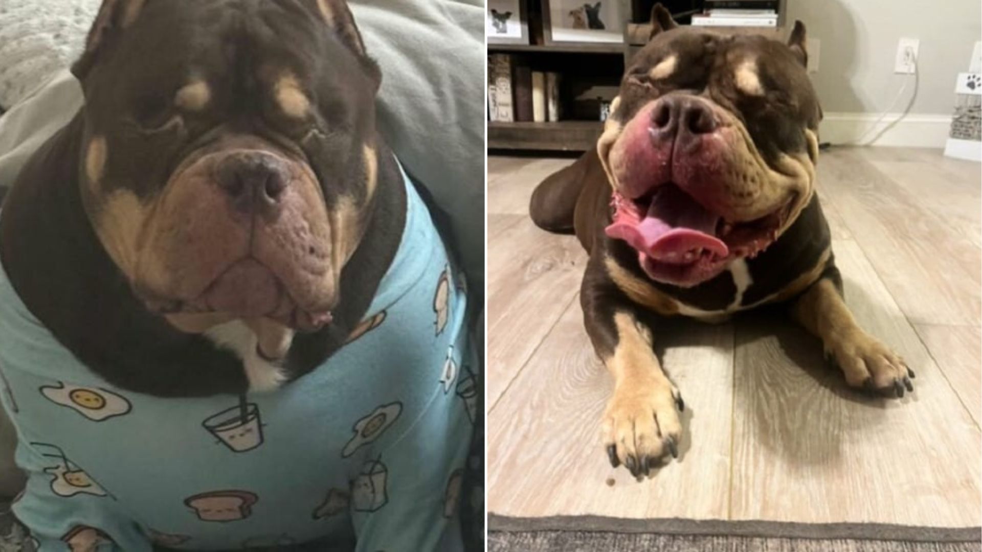 sweet dog laying down