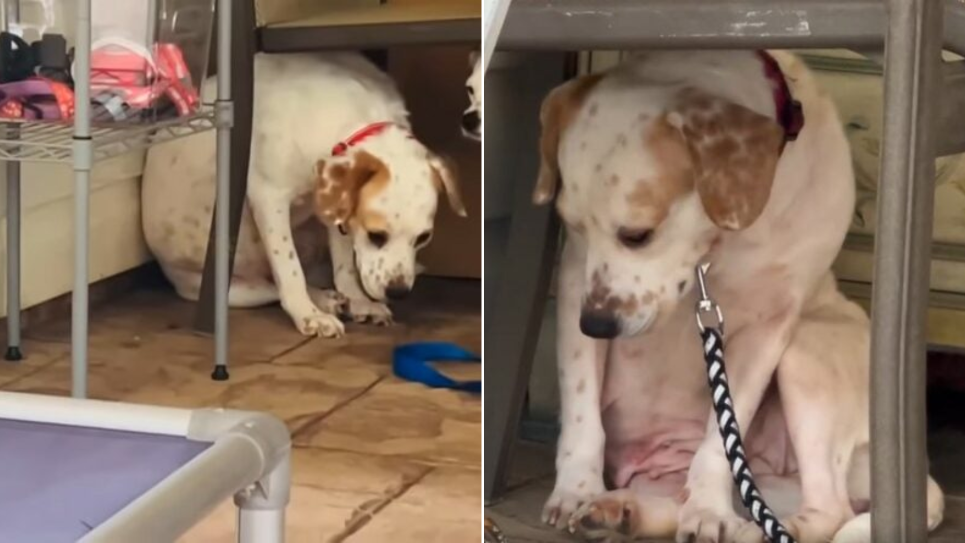 scared dog hiding under table