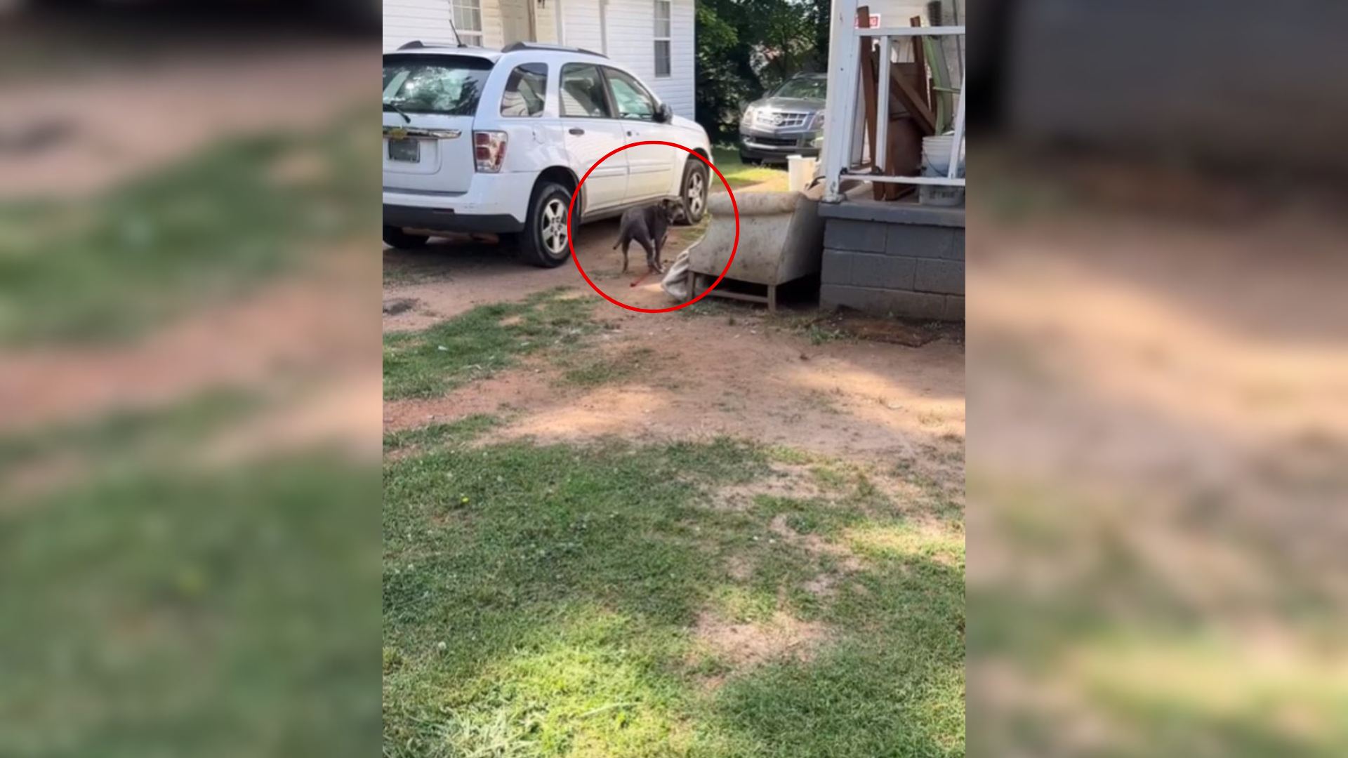 dog in a yard