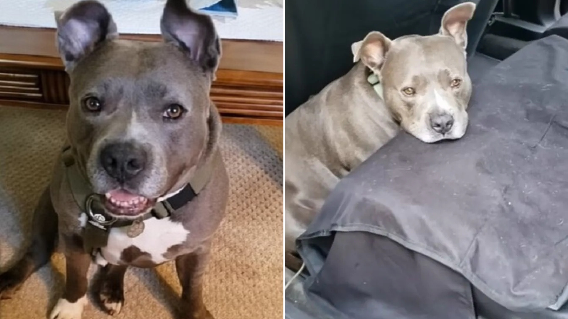 gray pit bull dog
