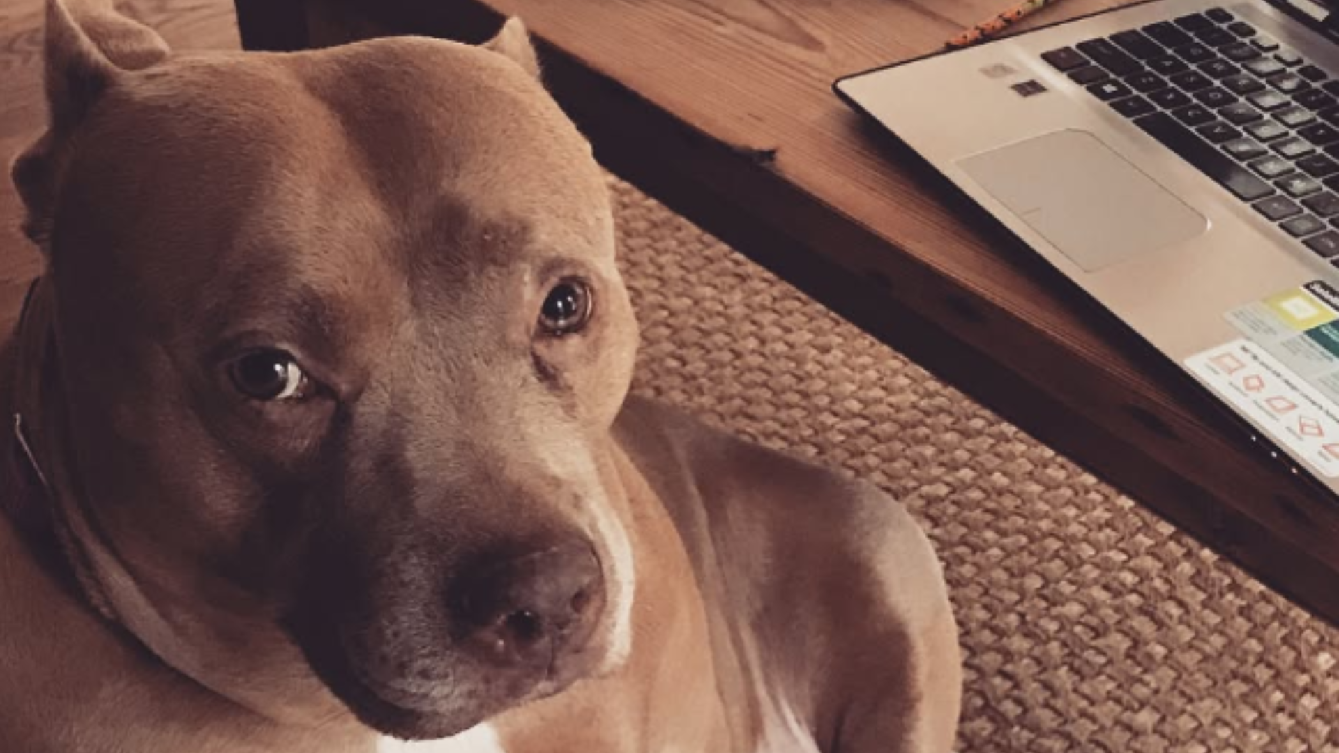 dog with teary eyes