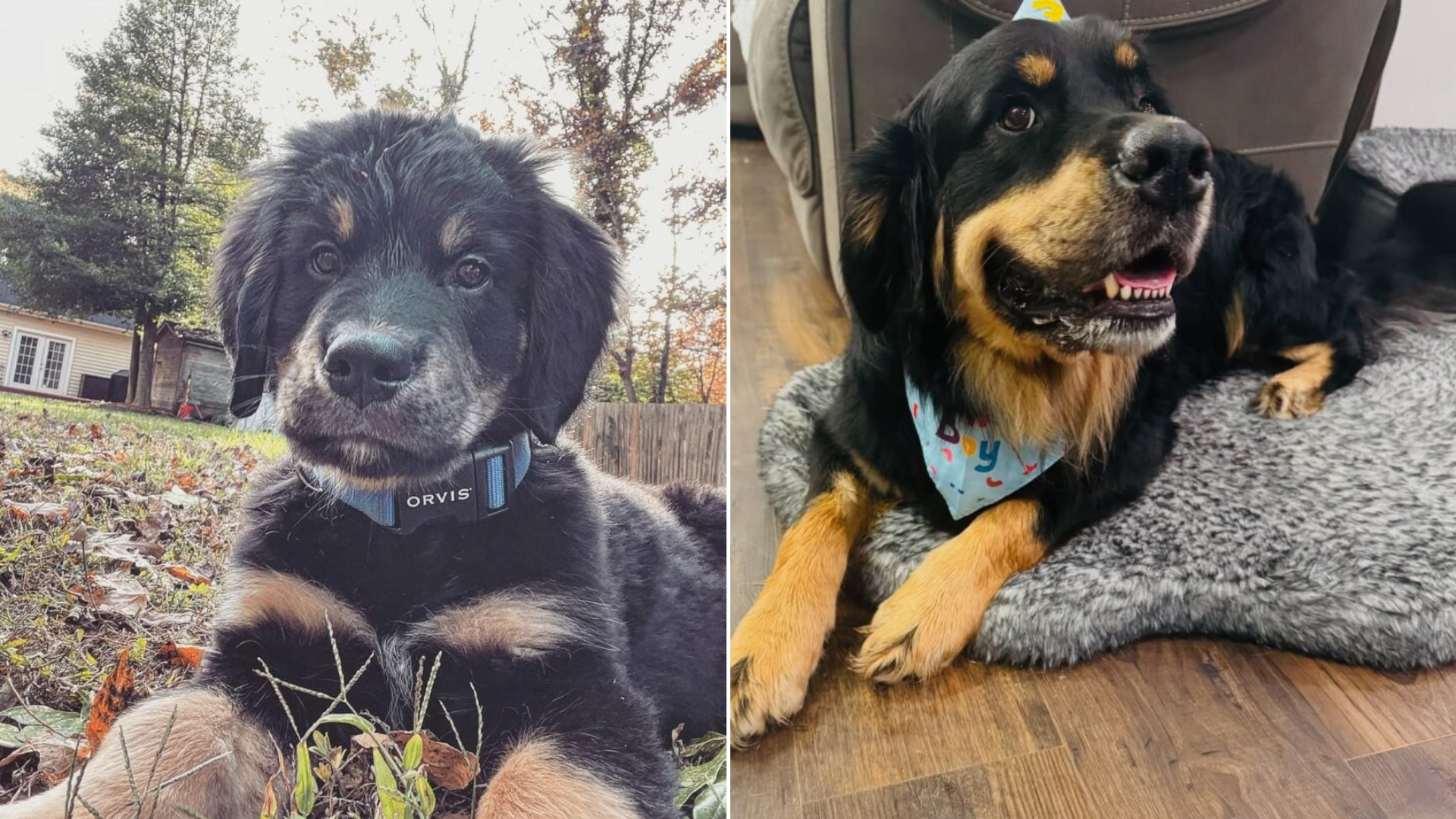 puppy before after